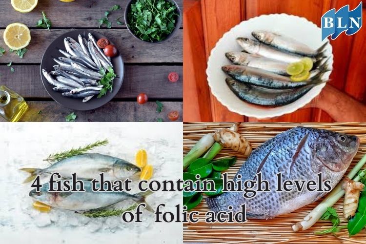 4 fish that contain high levels of folic acid
